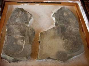 Trilobite pisada oopart